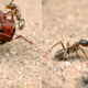 Image for article titled Macrophotographs of ant warfare are downright epic